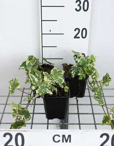 12x Hedera Helix 'Yellow Ripple' - Hedera helix 'Yellow Ripple' | 9x9 cm pot