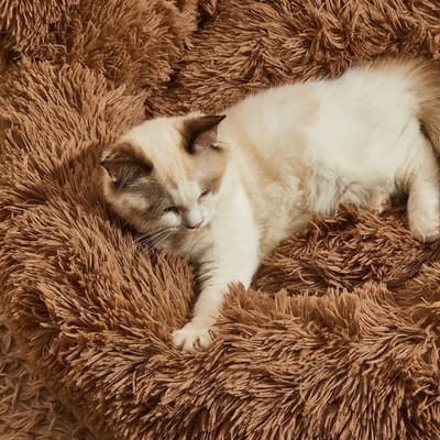 Hetty'S - Pluche Honden- en Poezenbed â€“ Rond â€“ 50 cm â€“ Bruin â€“ Nieuw Model met Schattige Berenpoten