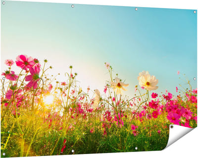 Gards Tuinposter Kosmos Bloemenveld met een Opkomende Zon - 150x100 cm - Tuindoek - Tuindecoratie - Wanddecoratie buiten - Tuinschilderij