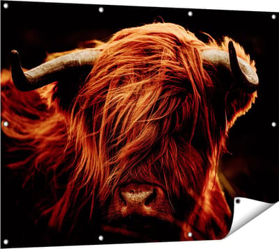 Gards Tuinposter Schotse Hooglander Koeienkop - Kleur - 120x90 cm - Tuindoek - Tuindecoratie - Wanddecoratie buiten - Tuinschilderij