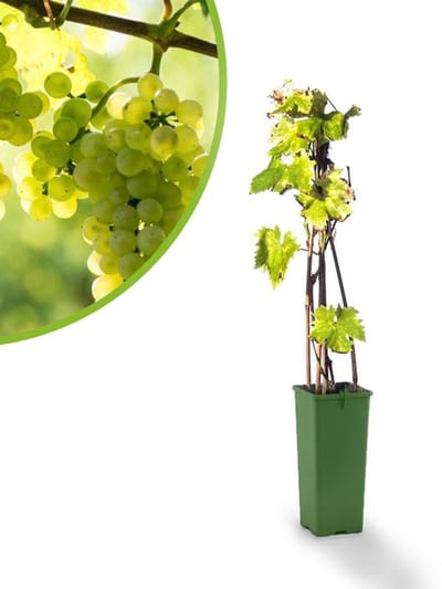 witte druif - Vitis vinifera Bianca - druivenplant - druivenstruik - hoogte 60 cm - potmaat Ã˜11 cm
