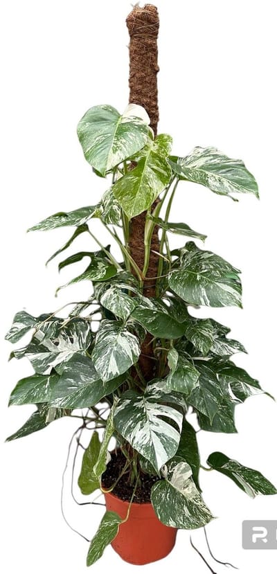 Monstera Deliciosa Variegata - Kamerplant - Potmaat Ø27 cm