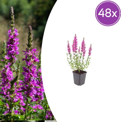 Tuinplantenshop.com | Lythrum salicaria | 48 stuks - Ø9cm - 10-25cm hoog - Tuinplant
