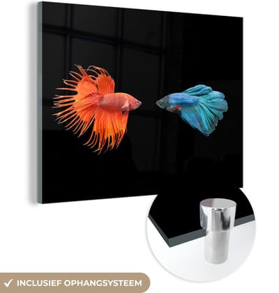 MuchoWow® Glasschilderij 40x30 cm - Schilderij acrylglas - Vis - Wilde dieren - Zwart - Foto op glas - Schilderijen