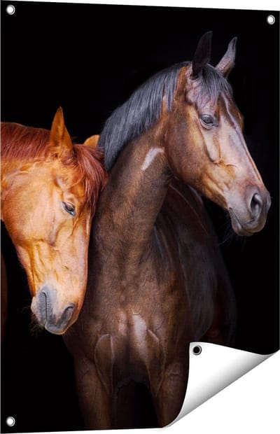 Gards Tuinposter Twee Bruine Paarden Koppel - Liefde - 60x80 cm - Tuindoek - Tuindecoratie - Wanddecoratie buiten - Tuinschilderij