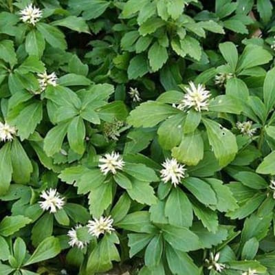 6 x Pachysandra terminalis 'Green Carpet' - Pachysandra pot 9x9cm