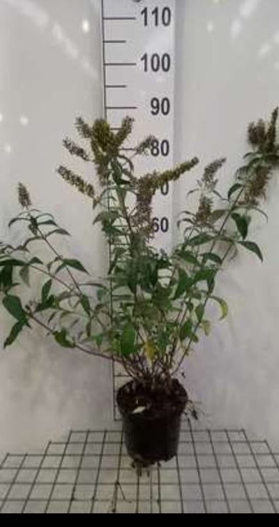 2 x Buddleja dav. 'Reve de Papillon White'® - Vlinderstruik 40- 60 cm in pot