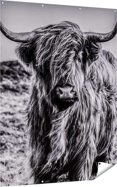 Gards Tuinposter Schotse Hooglander Koe - Zwart Wit - 120x160 cm - Tuindoek - Tuindecoratie - Wanddecoratie buiten - Tuinschilderij