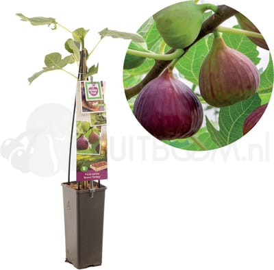 Vijgenplant - Ficus carica Brown Turkey - H60cm