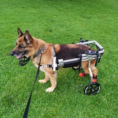 Huisdier Rolstoel - Hond Kat - Mobiliteit Herstel - Verstelbaar Aluminium Frame - Tot 60kg - Grijs