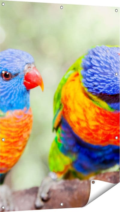 Gards Tuinposter Vier Regenboog Lori Vogels op een Tak - 80x120 cm - Tuindoek - Tuindecoratie - Wanddecoratie buiten - Tuinschilderij