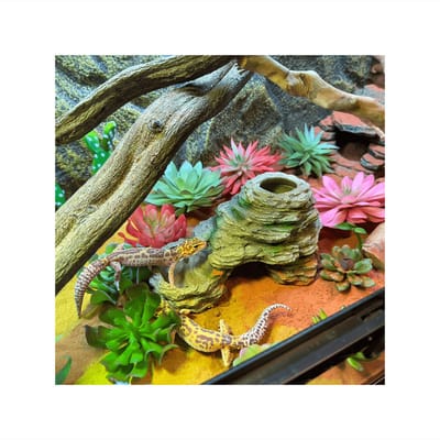 Terra Della - Natuurlijke Decoratie - Reptielen - Grot Met Meelwormenschaal En Drinkbak 24,5x15x11,5cm - 1st