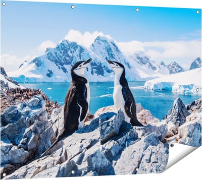 Gards Tuinposter Twee Pingu�ns op Stenen in Antarctica - 120x90 cm - Tuindoek - Tuindecoratie - Wanddecoratie buiten - Tuinschilderij