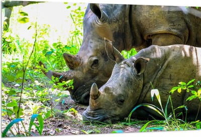 Acrylglas - Neushoorn met Baby liggend tussen Groene Smalle Planten - 150x100 cm Foto op Acrylglas (Wanddecoratie op Acrylaat)