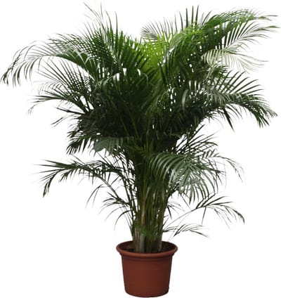 Areca Palm (Dypsis Lutescens) 230 cm - ø40, Halfschaduw Kamerplant