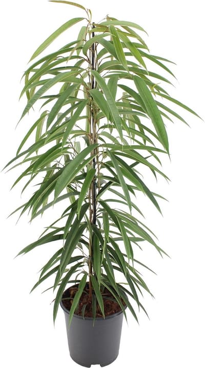Plantenboetiek.nl | Ficus Binnendijkii Alii - Ø21cm - 70-80cm hoog - Kamerplant - Groenblijvend