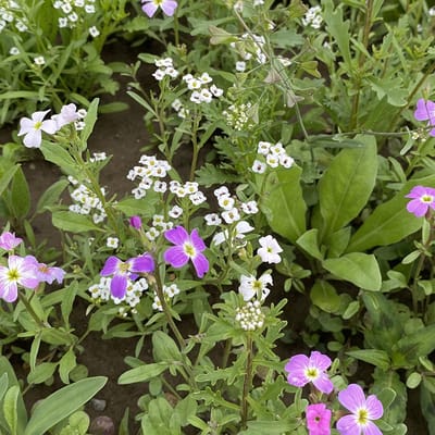 Flower Power - Veldbloemen Zaden Wilde Bloemen - 25 gram - 12,5 vierkante meter - Eénjarig