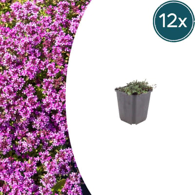 Tuinplantenshop.com | Thymus praecox 'Coccineus' | 12 stuks - Ø9cm - 10-25cm hoog - Tuinplant
