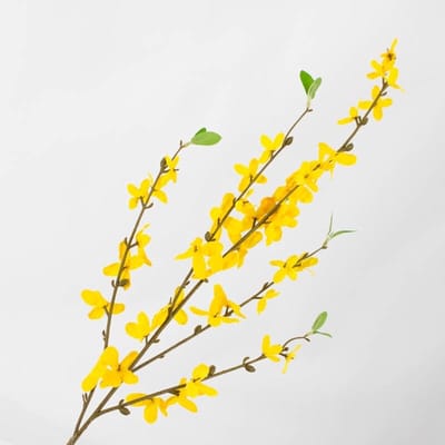 HomeBound by KY | Kunsttak Forsythia | kunstplant
