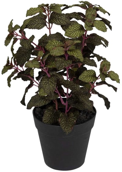 Munt in pot, groen-bordeaux 30cm