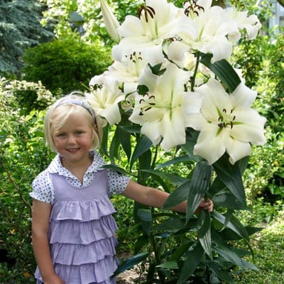 Lelie Bloembollen Winterhard - Lilium Pretty Woman - 3 stuks - Wit - Bloem bollen Mix Meerjarig - Leliebollen