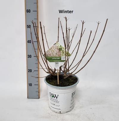 Hydrangea paniculata 'Little Lime' Potmaat 23 Hoogte 30-40 cm