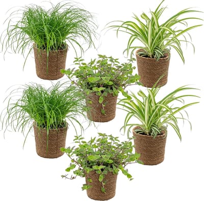 Bloomique - Set van 6 - Huisdiervriendelijke planten - Chlorophytum, Cyperus, Callisia - Kamerplanten - Hoogte 20-30 cm - in Zeegras Mand 12 cm