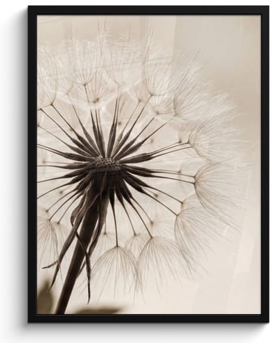 Poster in lijst - Fotolijst 60x80 cm - Posters - Paardenbloem - Minimalistisch - Wit - Posterlijst zwart - Decoratie - Wanddecoratie woonkamer - Muurdecoratie slaapkamer
