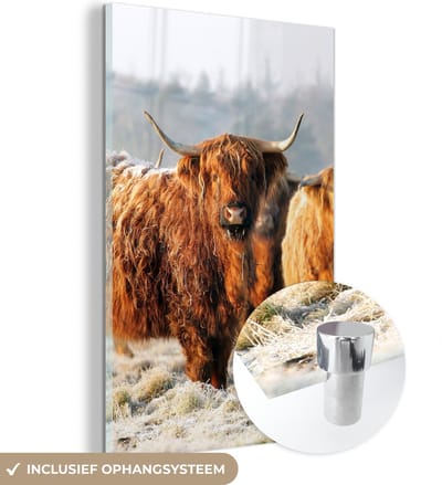 MuchoWow® Glasschilderij 120x180 cm - Schilderij acrylglas - Schotse Hooglanders - Sneeuw - Bos - Foto op glas - Schilderijen