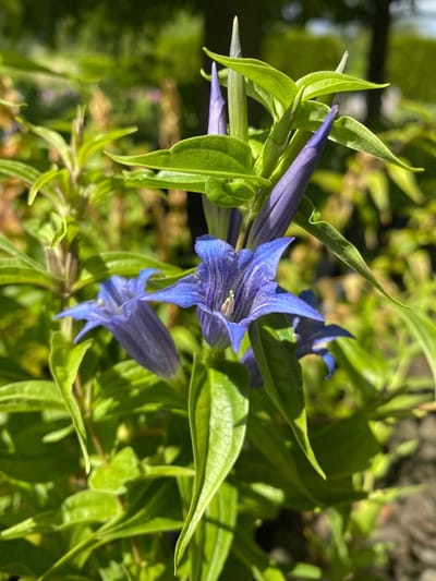6 x Gentiana asclepiadea - Genitaan - P9 Pot (9 x 9cm) - Dima Vaste Planten