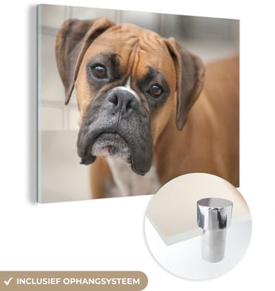 ® Glasschilderij 160x120 cm - Schilderij acrylglas - Foto van een goudbruine Boxer - Foto op glas - Muurdecoratie woonkamer - Wanddecoratie slaapkamer - Schilderijen