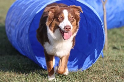 Agility Dog Tunnel 5 Meter - Met Opbergtas - Hondentunnel Speeltunnel - Tunnel Voor Hond - Honden Training Sport en Wedstrijd - Agility en Behendigheid Hond - Outdoor Agility Toestel