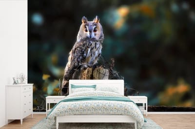 Behang - Fotobehang Uil - Herfst - Vogel - Takken - Breedte 330 cm x hoogte 220 cm