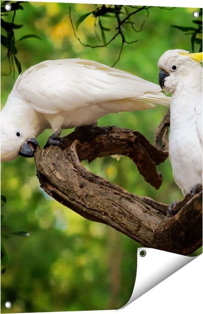 Gards Tuinposter Twee Witte Kaketoes in de Bomen - 60x80 cm - Tuindoek - Tuindecoratie - Wanddecoratie buiten - Tuinschilderij