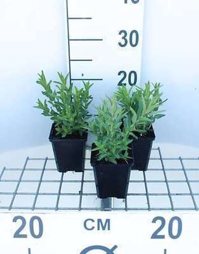 6x Kattenstaart - Lythrum salicaria | 9x9 cm pot