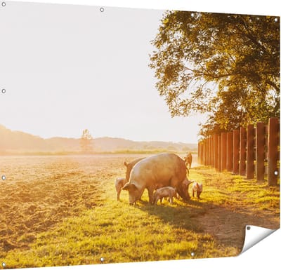 Gards Tuinposter Varken Familie - Varkens - 150x120 cm - Tuindoek - Tuindecoratie - Wanddecoratie buiten - Tuinschilderij