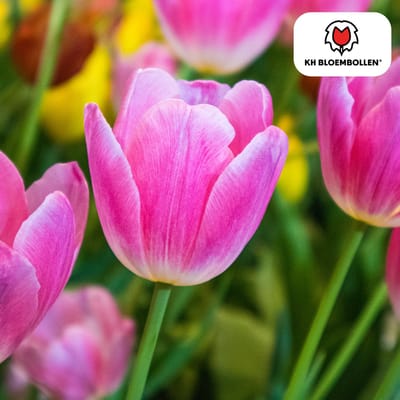 Tuinplantenshop.com | Tulpenbollen 'Dynasty' | 20 stuks | Roze tulp - Ø10-12cm - 30-50cm hoog - Multideal - Bloembol - Tuinplant