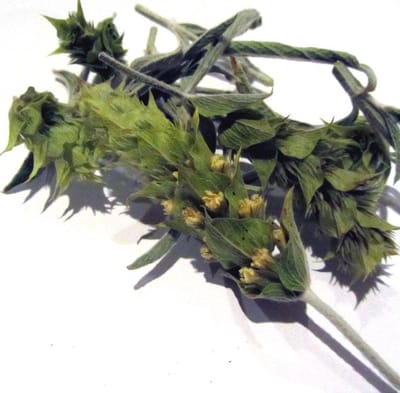 Griekse Bergthee  (Bio) 25 gr.