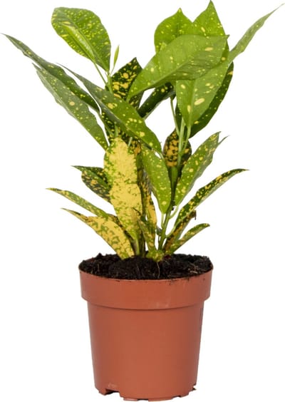 Bloomique - Codiaeum Sunny star - Wonderstruik - Kamerplanten - Luchtzuiverend - Hoogte 20-30 cm - Pot 12 cm