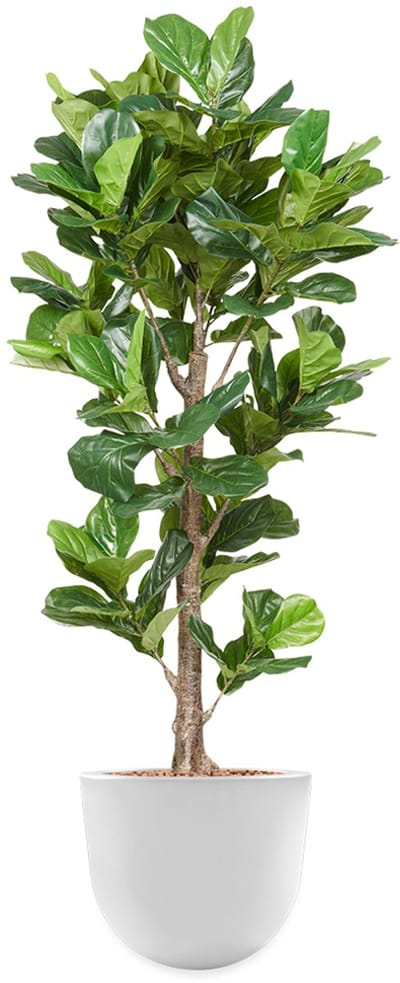 Kunstplant Ficus Lyrata in Eggy H200 cm