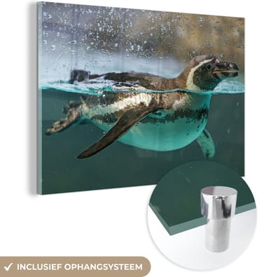 ® Glasschilderij 180x120 cm - Schilderij acrylglas - Humboldtpinguïn aan het wateroppervlak - Foto op glas - Muurdecoratie woonkamer - Wanddecoratie slaapkamer - Schilderijen