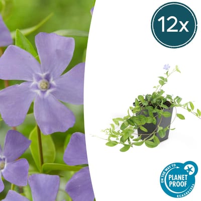 Tuinplantenshop.com | Vinca minor | 12 stuks - Ø9cm - 10-25cm hoog - Tuinplant - Multideal