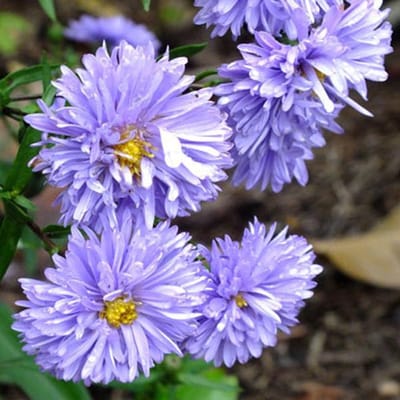 6 x Aster Novi Belgii 'Marie Ballard' - Herfstaster pot 9x9 cm