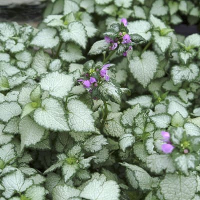 6 x Lamium Maculatum 'Beacon Silver' - Dovenetel pot 9x9cm