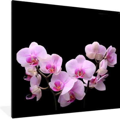 Fotolijst incl. Poster - Orchidee - Bloemen - Roze - Flora - 40x40 cm - Posterlijst