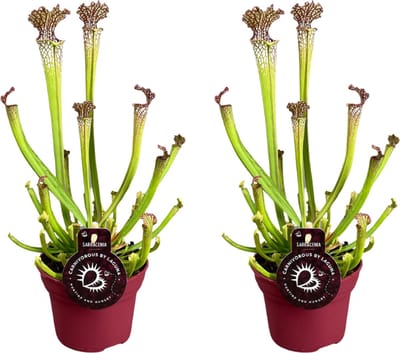 Plantenboetiek.nl | Sarracenia Farnhamii | 2 stuks - Ø12cm - 30-40cm hoog - Kamerplant - Groenblijvend - Multideal