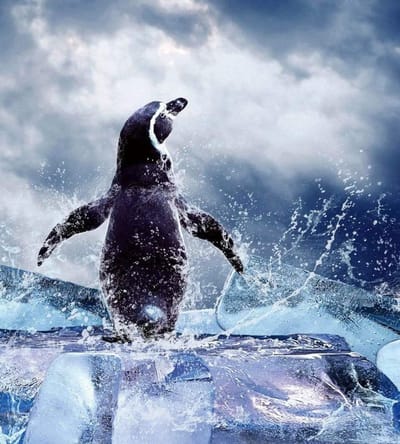 Fotobehang - Penguin 225x250cm - Vliesbehang