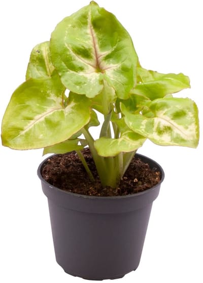 Syngonium Golden Allusion - Hoogte 12cm - Pot 6cm