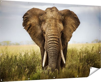 Gards Tuinposter Olifant in het Wild - Kleur - 180x120 cm - Tuindoek - Tuindecoratie - Wanddecoratie buiten - Tuinschilderij