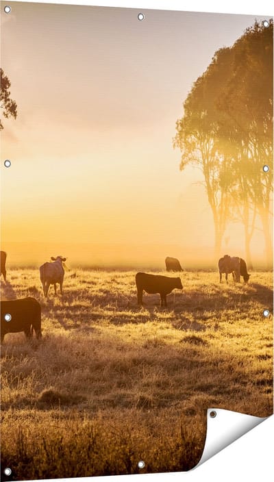 Gards Tuinposter Kudde Koeien in de Wei met Zonsopkomst - 80x120 cm - Tuindoek - Tuindecoratie - Wanddecoratie buiten - Tuinschilderij